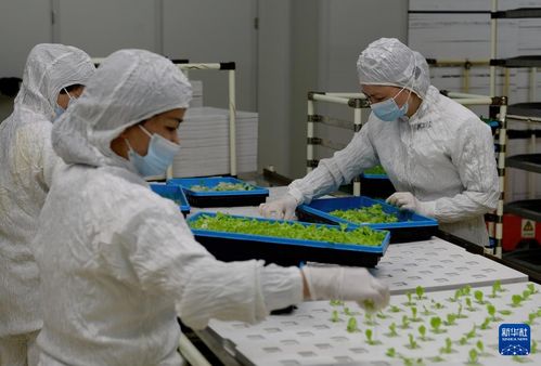 新華全媒 | 探訪大型無人植物工廠與生物飼料研發，科技點亮未來農業